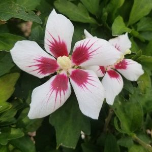 Meet your Posher, Susan joy